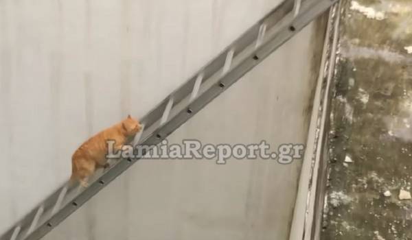 Λαμία: Η πιο απίθανη διάσωση γάτου