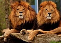 Με κορονοϊό τέσσερα λιοντάρια σε ζωολογικό κήπο της Σιγκαπούρης