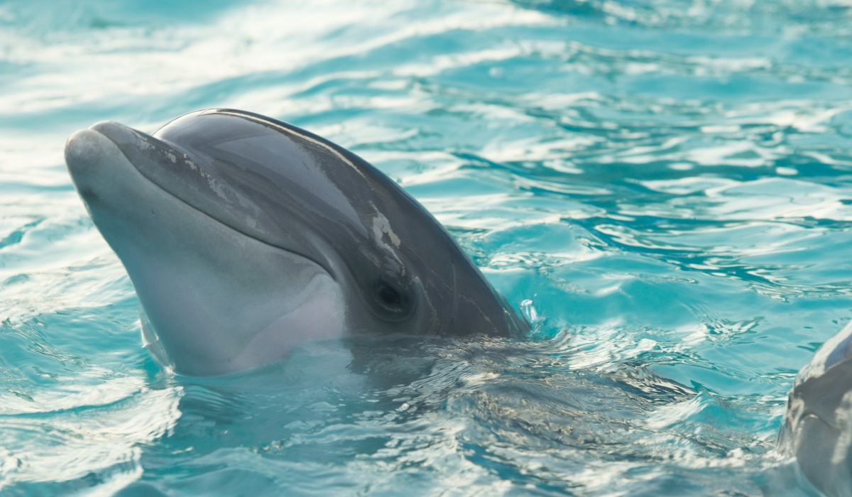 Δελφίνι με «αντίχειρες» εντοπίστηκε στην Ελλάδα - Οι επιστήμονες πιστεύουν ότι οφείλεται σε αιμομιξία