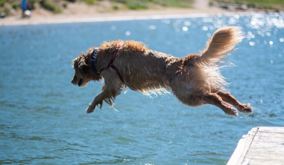 Σκύλος στην παραλία: 10 tips για ασφαλείς βουτιές με τους αγαπημένους μας φίλους