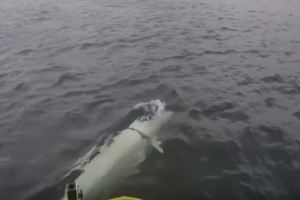 Γαλλία: Γκρίζα φάλαινα του Ειρηνικού έχασε τον δρόμο της και βρέθηκε στις ακτές της Μεσογείου