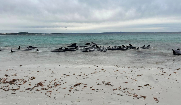 Εικόνες σοκ στην Αυστραλία: Νεκρά δεκάδες δελφίνια που ξεβράστηκαν σε παραλία