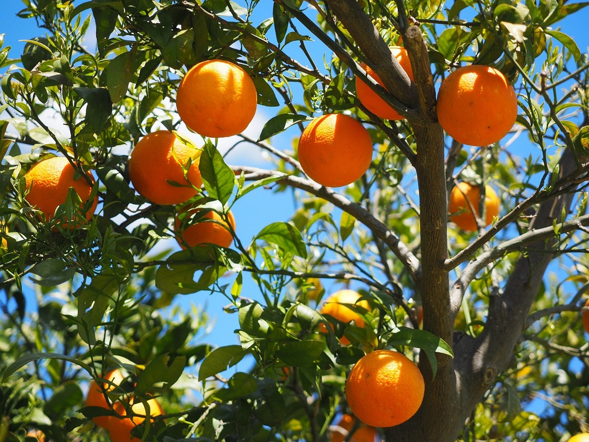 Η τιμή των πορτοκαλιών σε σχέση με πέρυσι στο χωράφι είναι μειωμένη, αλλά στον πάγκο διπλάσια