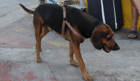 Κρήτη: Κρέμασαν σκύλο στην Ιεράπετρα – Έρευνες για τον εντοπισμό του δράστη
