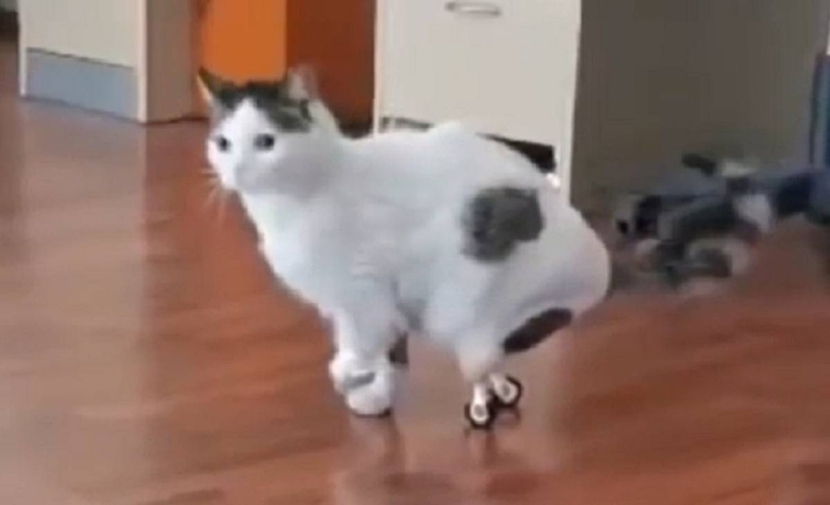 Λαμία: Αδέσποτος γάτος κατάφερε να περπατήσει ξανά με τεχνητά πόδια (Βίντεο)