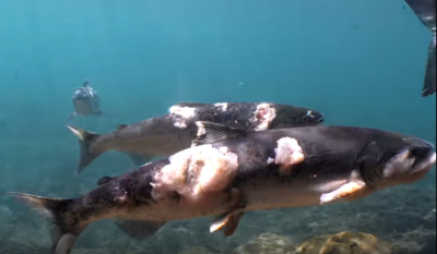 Σολομοί «ψήνονται ζωντανοί» στο νερό εξαιτίας του καύσωνα (Βίντεο)