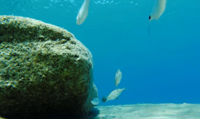O υποβρύχιος κόσμος του καλοκαιριού στη Κρήτη (Βίντεο)