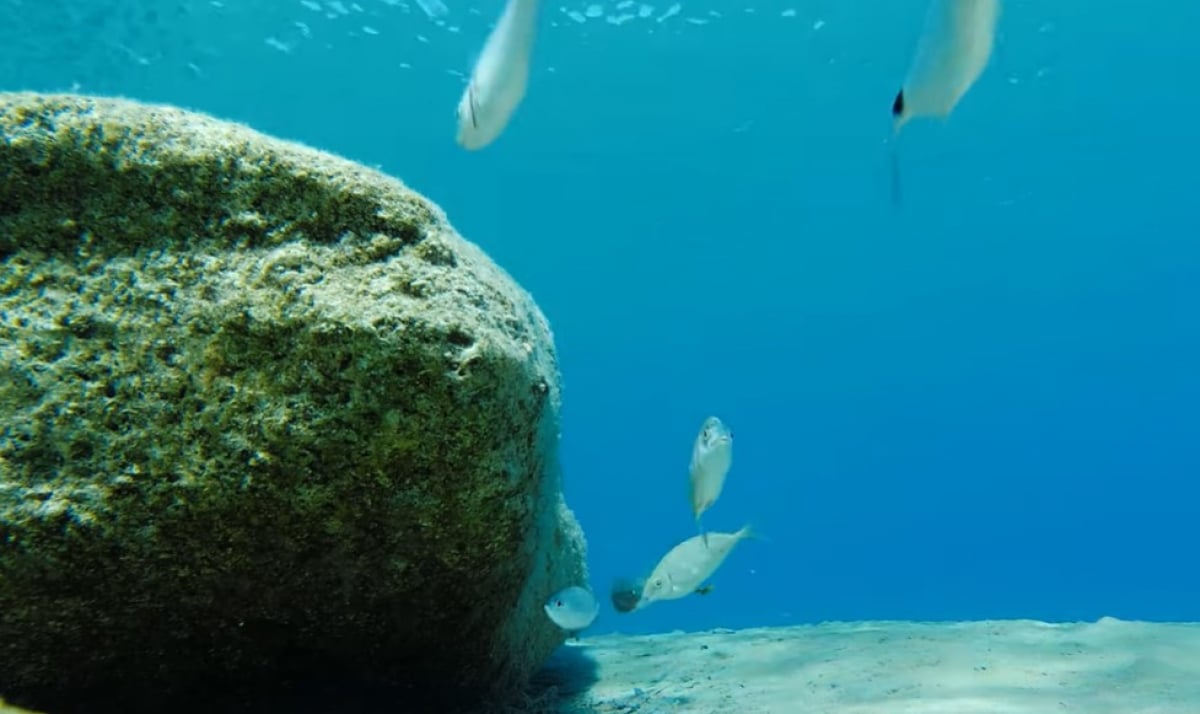 O υποβρύχιος κόσμος του καλοκαιριού στη Κρήτη (Βίντεο)