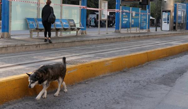 Έσφαξαν σκύλο με 17 μαχαιριές στην Αργυρούπολη