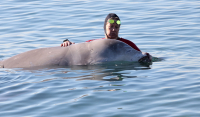 Άλιμος: Μάχη για τη διάσωση της μικρής φάλαινας - Την μετέφεραν σε πιο βαθιά νερά