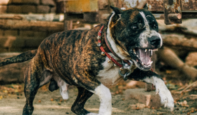 Πάτρα: Πιτ μπουλ επιτέθηκε σε ζευγάρι και κατακρεούργησε το σκυλί τους