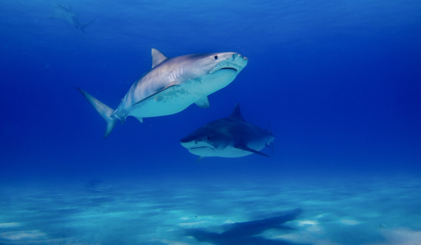 Οι καρχαρίες κάνουν «μακροχρόνιες φιλίες» και δεν είναι «μοναχικοί», λέει νέα έρευνα