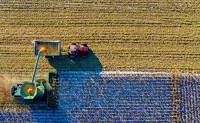 Ακραίο φαινόμενο απειλεί τις ρυζοκαλλιέργειες στην Κίνα