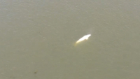 Drones παρακολουθούν την πορεία της φάλαινας μπελούγκα στον Σηκουάνα
