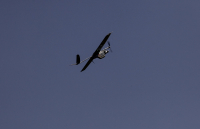 Τρίκαλα: Μεταφορά φαρμάκων σε περιφερειακά φαρμακεία ...με drones - Πότε ξεκινούν οι πτήσεις