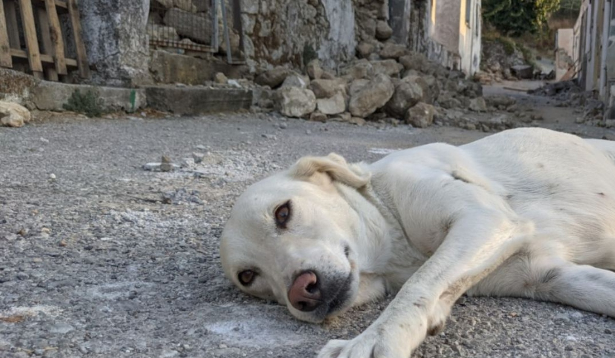 Σεισμός στην Κρήτη: Ο σκύλος στο Χουμέρι γλίτωσε και δεν φεύγει από τον τόπο του