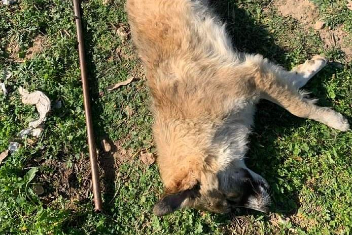 Μέγαρα: Φρικιαστική δολοφονία σκύλου - «Θυμίζει τον Όλιβερ»