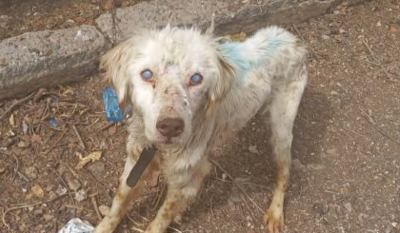 Φθιώτιδα: Κρατούσαν αλυσοδεμένο τυφλό σκυλάκι