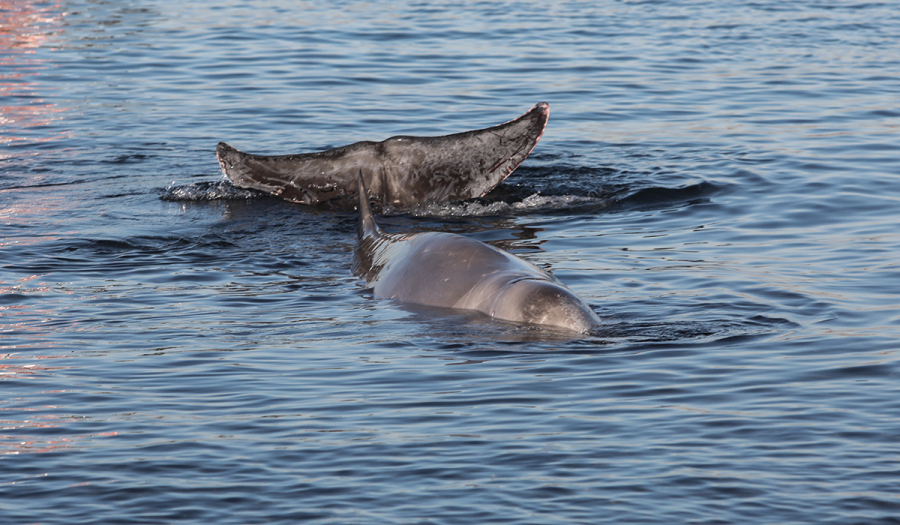 Νεκρός ο Ζιφιός, η νεαρή φάλαινα που προκάλεσε συγκίνηση