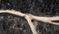 Δάσος Δαδιάς: Αποκαρδιωτικές εικόνες από την καταστροφή ενός σημαντικού βιότοπου
