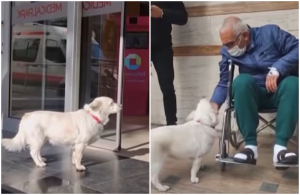 Σκυλίτσα περίμενε καρτερικά το αφεντικό της έξω από το νοσοκομείο για έξι μέρες