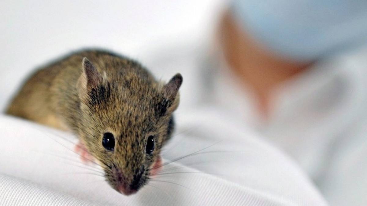 Παράλυτα ποντίκια με παραπληγία περπάτησαν ξανά χάρη σε πειραματική θεραπεία