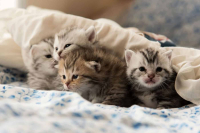 Πάτρα: Εγκατέλειψε έξι νεογέννητα γατάκια σε ένα πάρκο