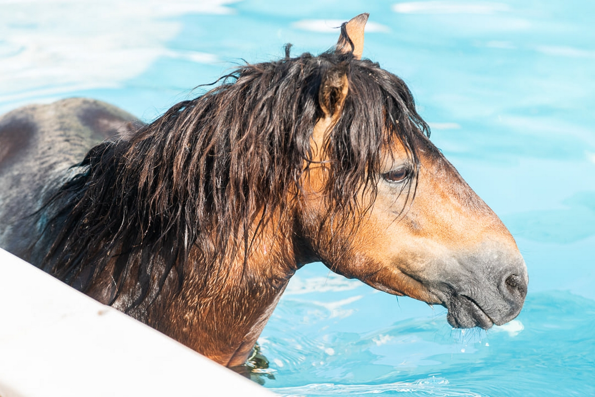Κεφαλονιά: Άλογο βούτηξε σε πισίνα ξενοδοχείου για να δροσιστεί