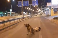 Ηράκλειο: Σκύλος δεν εγκαταλείπει τον νεκρό τετράποδο φίλο του – Συγκινητικό βίντεο