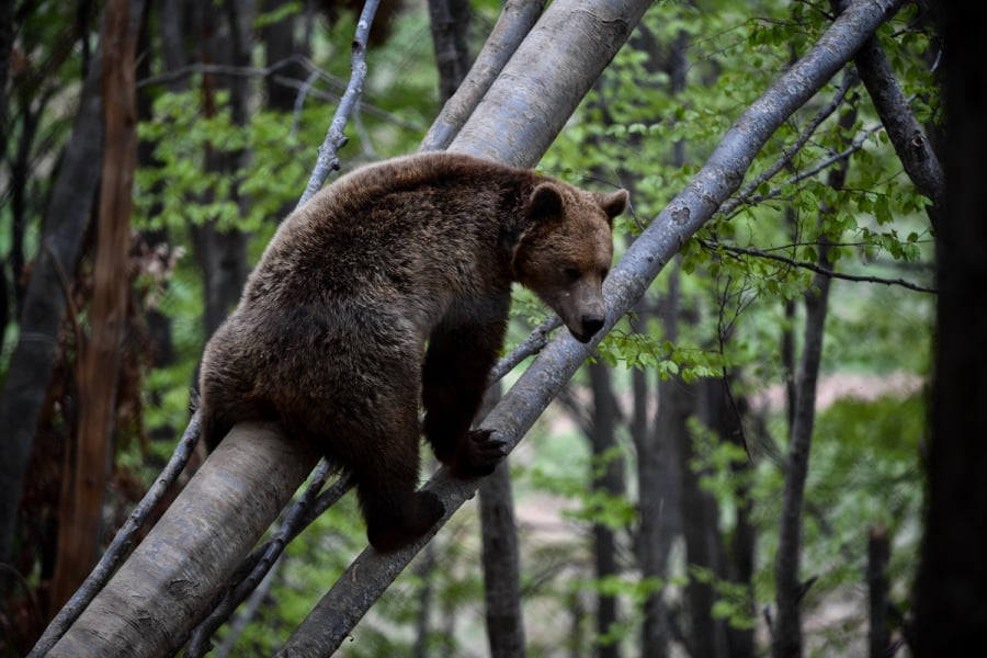 Θεσσαλονίκη: Στα ίχνη της αρκούδας που κατέβηκε στις παρυφές της πόλης τα μέλη της «Καλλιστώ»