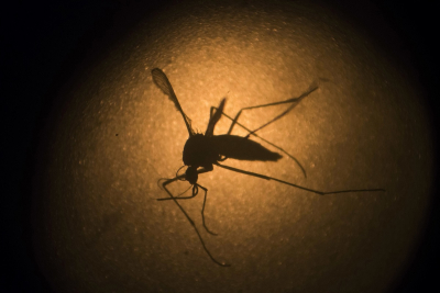 Τα παράξενα συμπτώματα του ιού Τσικουνγκούνια που μεταδίδουν τα κουνούπια