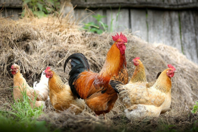 CDC: «Μην αγκαλιάζετε τις κότες σας» - Αύξηση κρουσμάτων σαλμονέλωσης