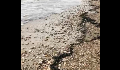 Φωτιά στην Εύβοια: Τα καμένα ξεβράστηκαν στην παραλία της Βλυχάδας - Αποκλειστικό βίντεο