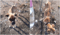 Σοκαριστικές εικόνες στην Ηλεία: Σκύλος βρέθηκε δεμένος και αποστεωμένος