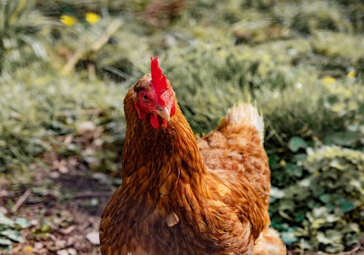 Ολλανδία: Θανατώθηκαν 190.000 πουλερικά λόγω γρίπης των πτηνών