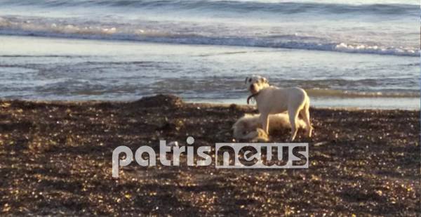 Μυστήριο με νεκρά πρόβατα σε παραλία της Ηλείας