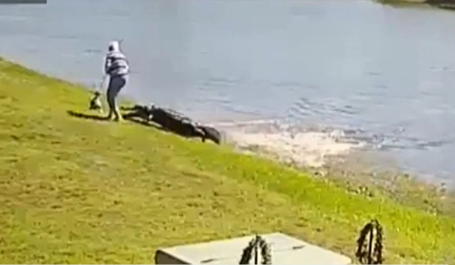 Βίντεο ντοκουμέντο: Θανατηφόρα επίθεση αλιγάτορα σε 85χρονη - «Με κρατάει»