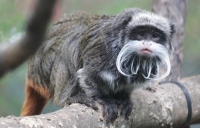 Δύο σπάνιοι πίθηκοι εξαφανίστηκαν από τον ζωολογικό κήπο του Ντάλας - Έκκληση για να βρεθούν