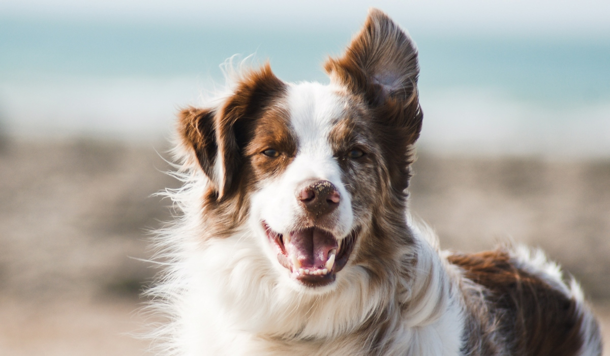 Γρίπη των σκύλων: Τι πρέπει να προσέχουν οι ιδιοκτήτες - Ποια τα συμπτώματα