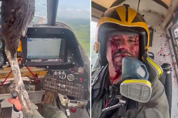 Τεράστιο πουλί συγκρούστηκε με αεροσκάφος - Μέσα στα αίματα ο πιλότος αλλά... ατάραχος (Βίντεο)