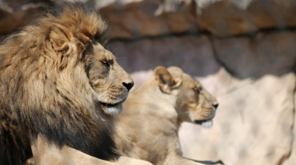 Ιταλία: Λιοντάρι το έσκασε από τσίρκο - Οι κάτοικοι καλούνται να μείνουν στα σπίτια τους μέχρι να εντοπιστεί το ζώο