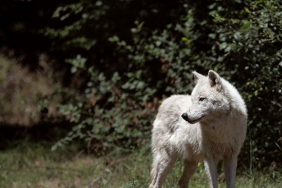 Διόνυσος: Ψάχνουν τον λύκο που κατασπάραξε σκύλους – Συστάσεις στους πολίτες – Τι λέει ο Δήμαρχος στο iEidiseis