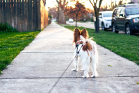 Με DNA θα εντοπίζουν ιδιοκτήτες σκύλων που αφήνουν ακαθαρσίες στους δρόμους - Πού ξεκινά