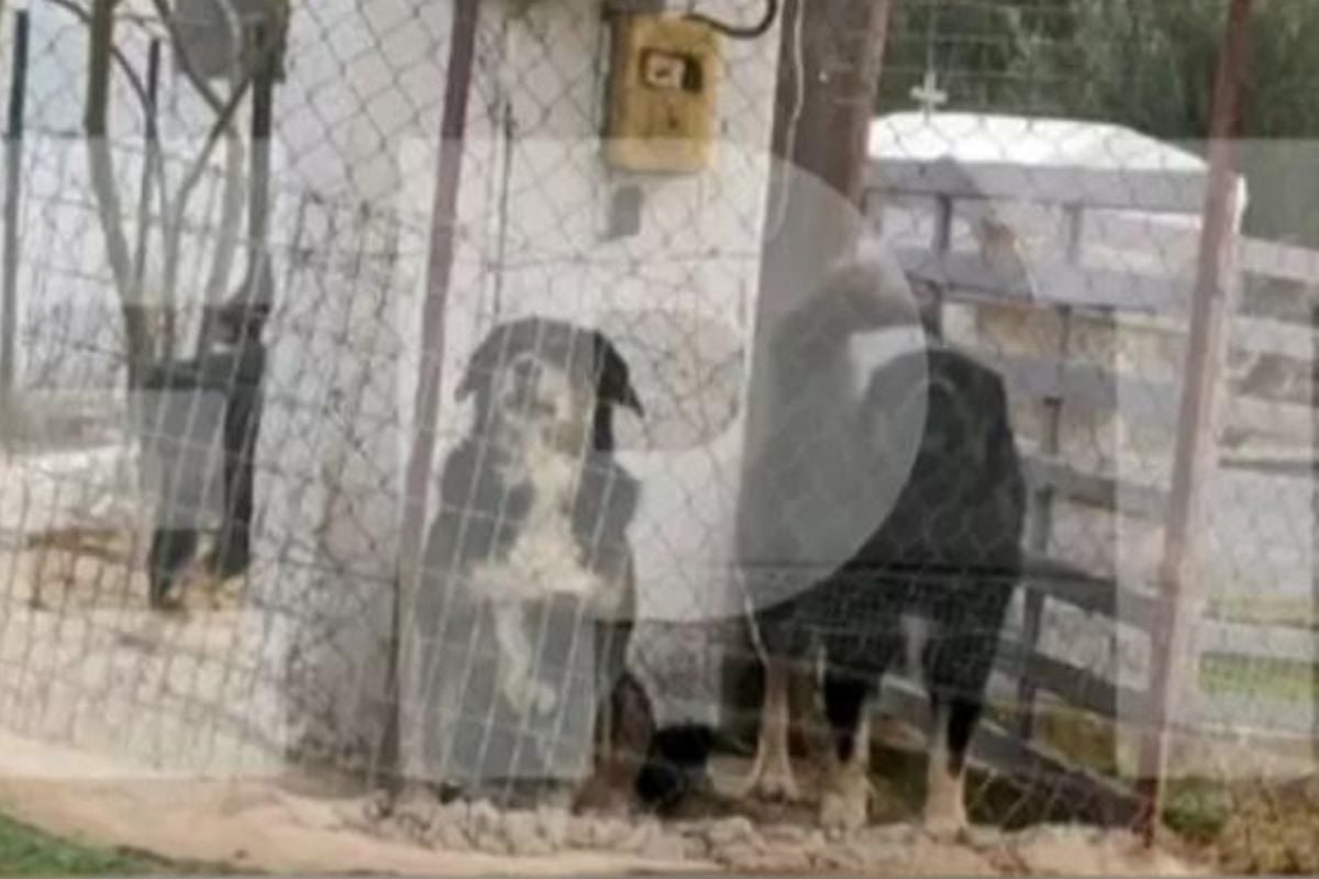 Θεσσαλονίκη: Αυτά είναι τα σκυλιά 45 κιλών που κατασπάραξαν την 50χρονη - Πού βρίσκονται τώρα
