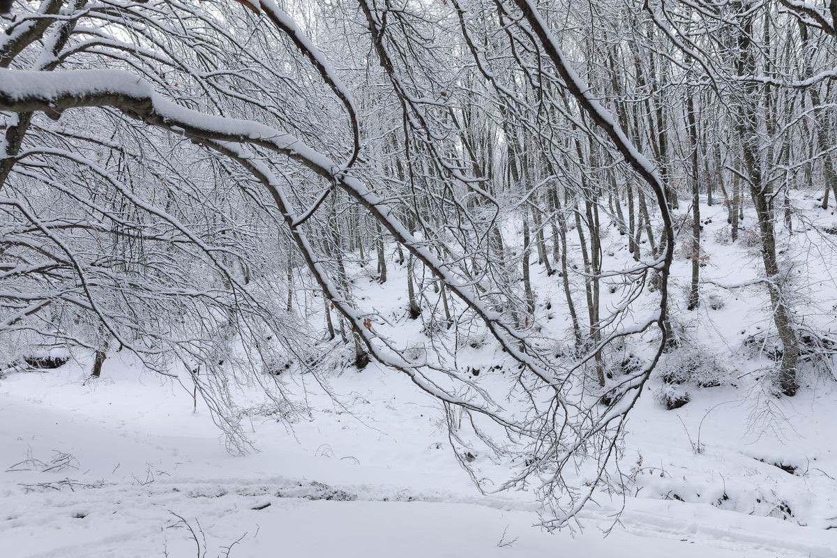 Τσατραφύλλιας: «Διπολικός ο καιρός» - Από τους 22 βαθμούς πάμε σε χιόνια και στην Αττική