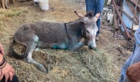 Ιωάννινα: Θλίψη για τον γάιδαρο που κακοποιήθηκε στη Ζίτσα - Υποβλήθηκε σε ευθανασία