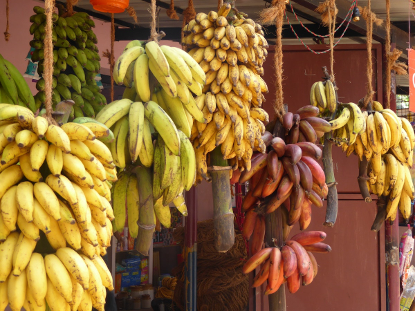 Εντοπίστηκαν τρεις χαμένοι πρόγονοι της μπανάνας – Ανησυχούν οι επιστήμονες