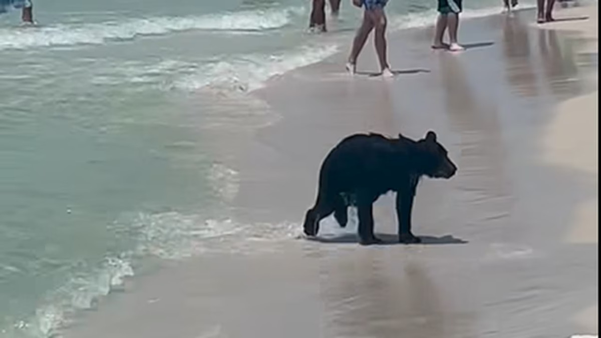 Φλόριντα: Αρκούδα έκανε μπάνιο ξέγνοιαστη στη θάλασσα (Βίντεο)