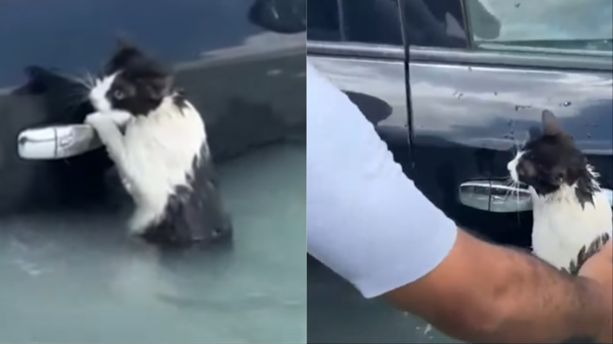 Συγκινητικό βίντεο: Γατάκι έχει πιαστεί σε χερούλι από αυτοκίνητο για να σωθεί από τις πλημμύρες στο Ντουμπάι