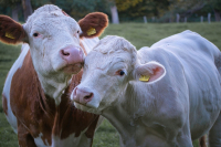 Βραζιλία: Κρούσμα σπογγώδους εγκεφαλοπάθειας των βοοειδών – Σταματούν οι εξαγωγές